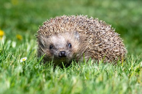 Igel: Damit der nützliche Igel auch im nächsten Jahr noch Schädlinge an Pflanzen bekämpft, sollten Gartenbesitzer das Tier jetzt zusätzlich füttern.