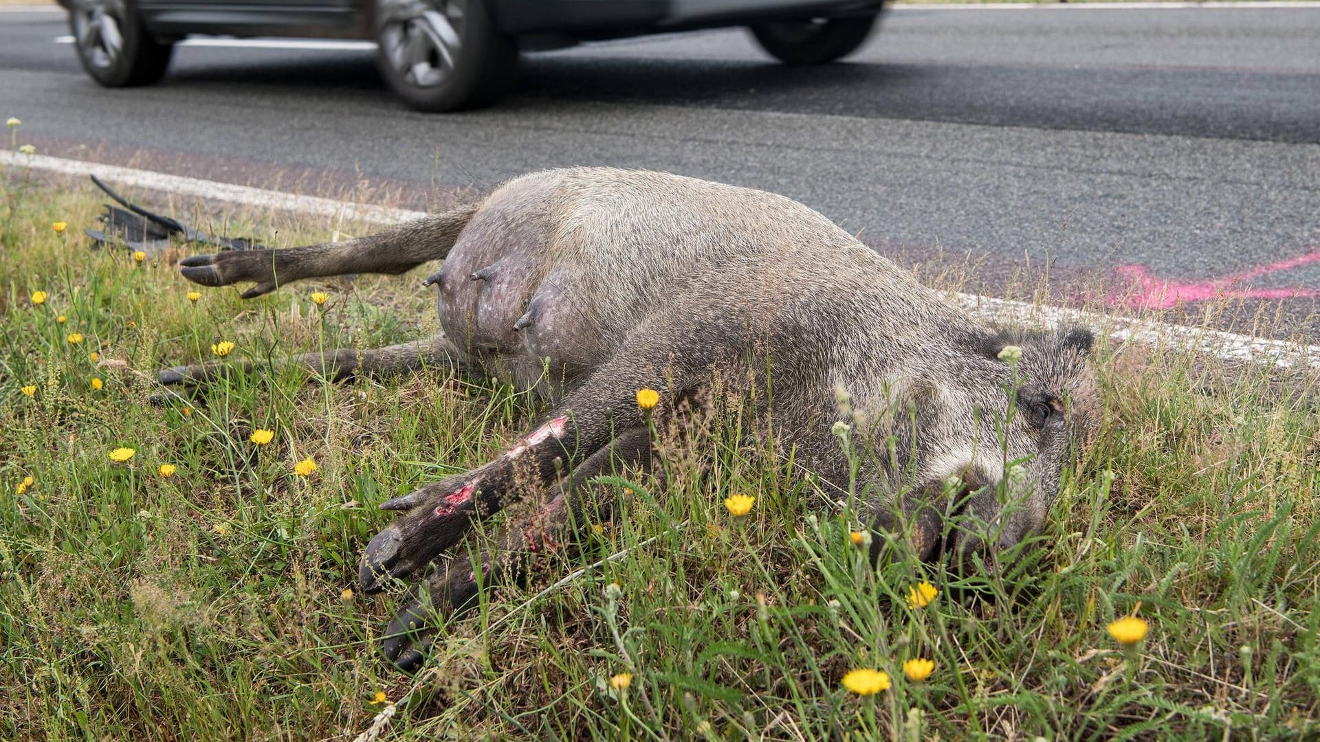 Wildunfall: Bei einem Unfall verendeten mehrere Wildschweine. (Symbolbild)