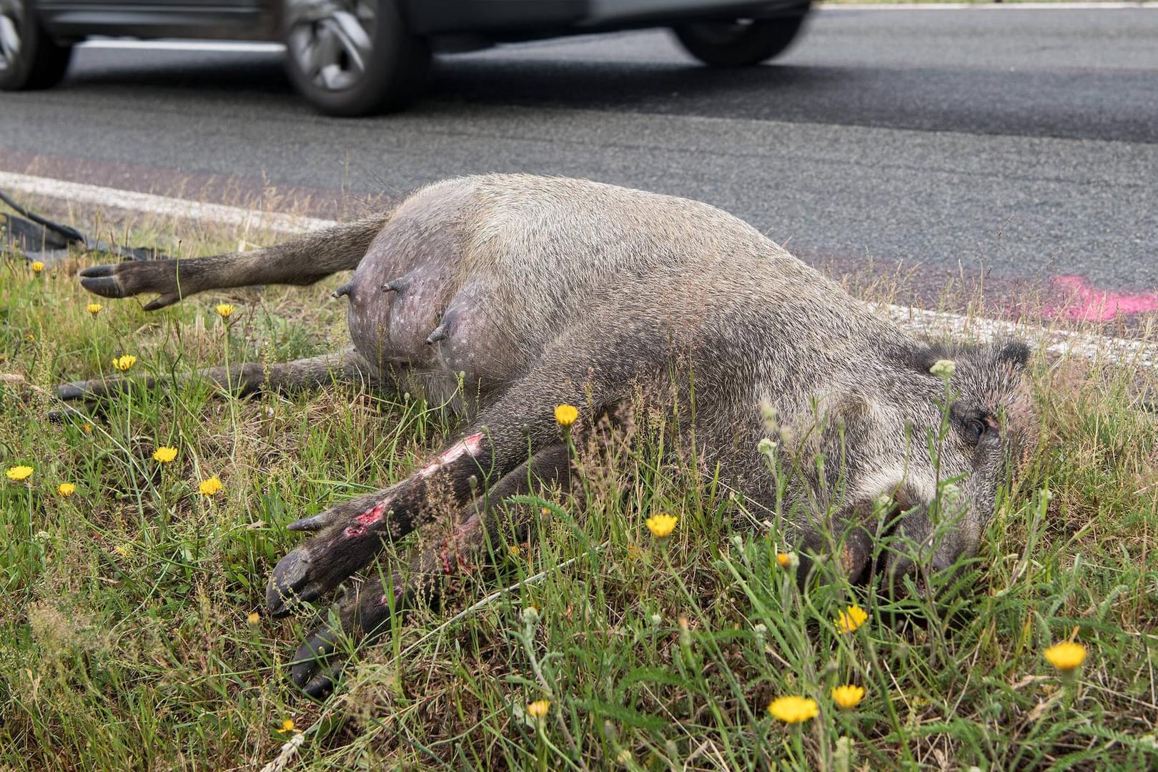 Wildunfall: Bei einem Unfall verendeten mehrere Wildschweine. (Symbolbild)