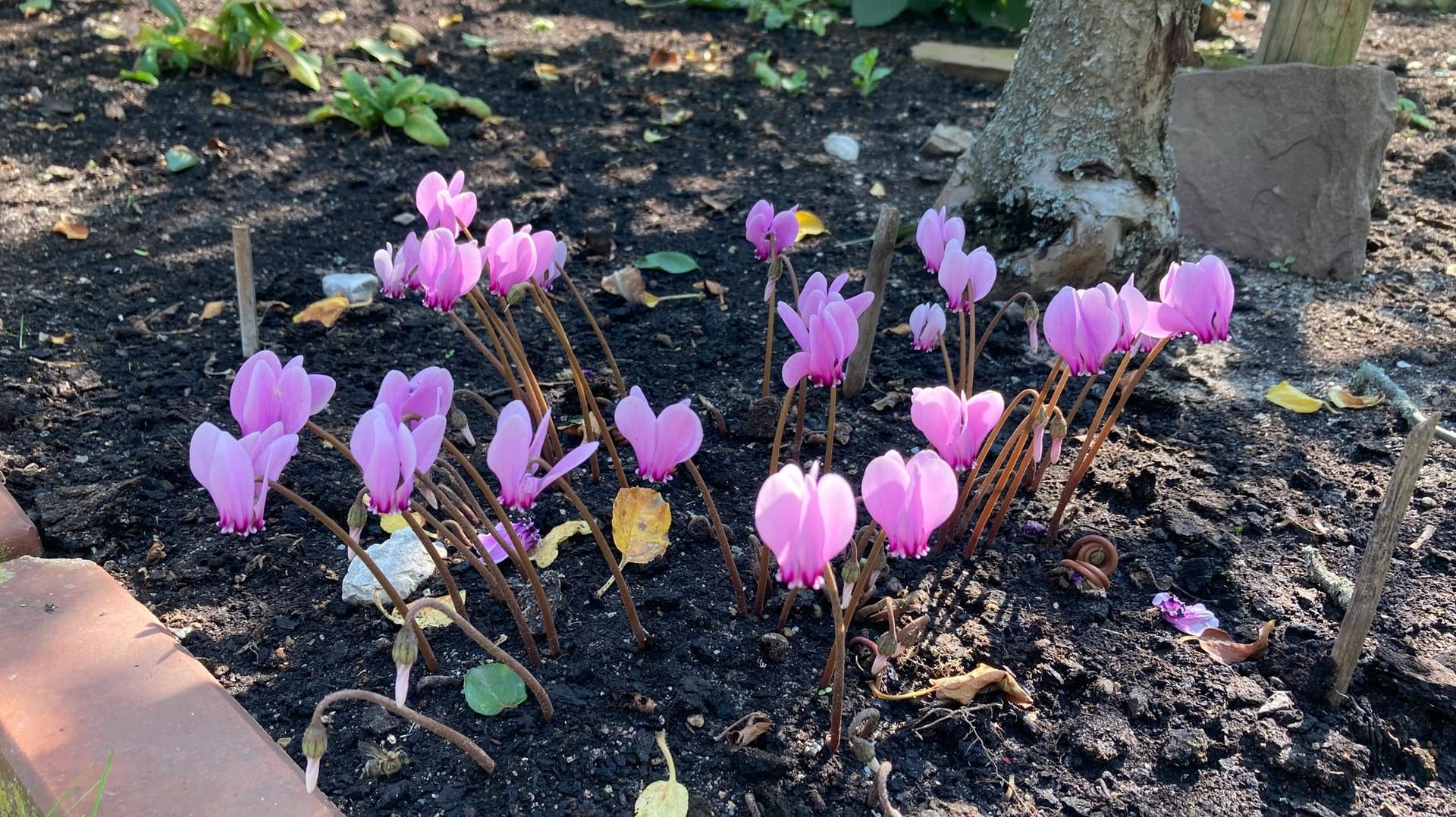 Alpenveilchen: Klimaresistente Pflanzen sind eine gute Möglichkeit der Gartengestaltung.