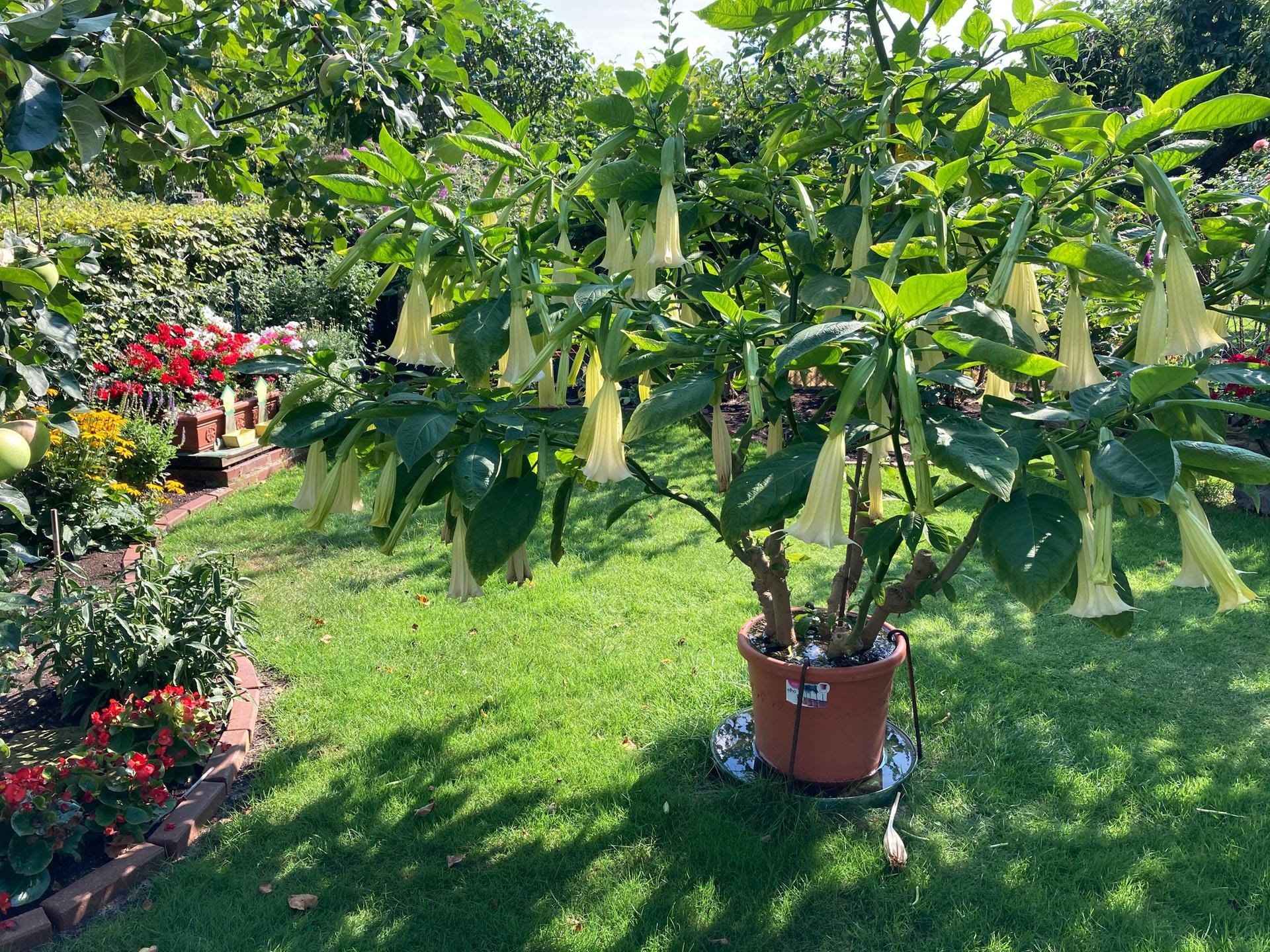 Trompetenbaum: Ein optisches Highlight im Garten kann von kleinen, vertrockneten Bereichen ablenken.