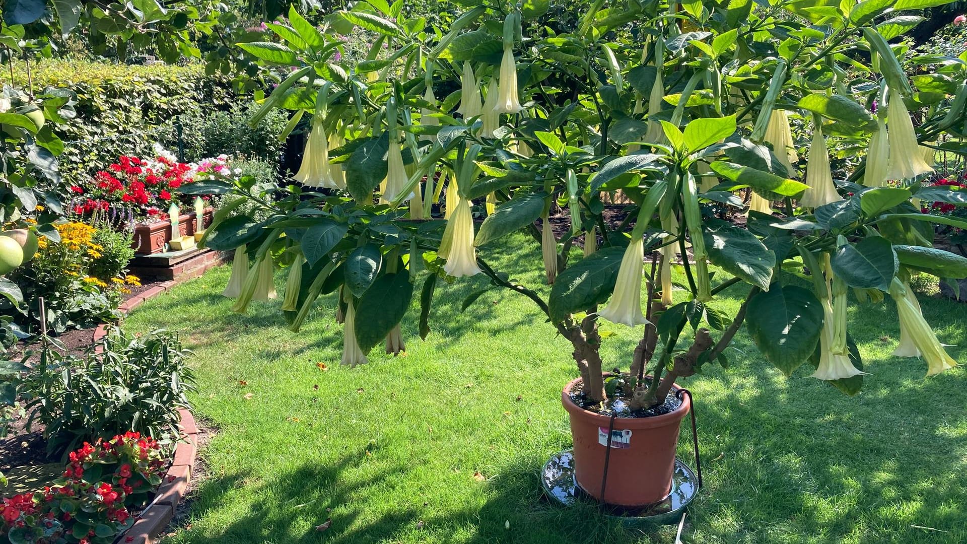 Trompetenbaum: Ein optisches Highlight im Garten kann von kleinen, vertrockneten Bereichen ablenken.