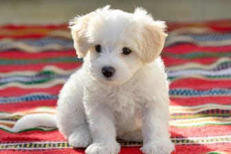Malteser Welpe: Hunde wie dieser sind wohl massenhaft illegal nach Deutschland verkauft worden.