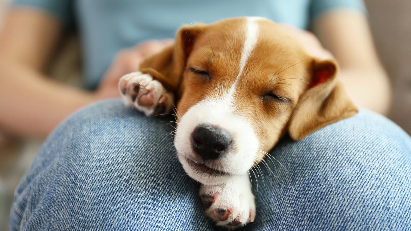 Jack Russell Terrier Welpe: Das Körbchen sollte an einer ruhigen, nicht zugigen Stelle in der Nähe des Bettes des neuen Halters stehen.