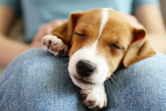 Jack Russell Terrier Welpe: Das Körbchen sollte an einer ruhigen, nicht zugigen Stelle in der Nähe des Bettes des neuen Halters stehen.