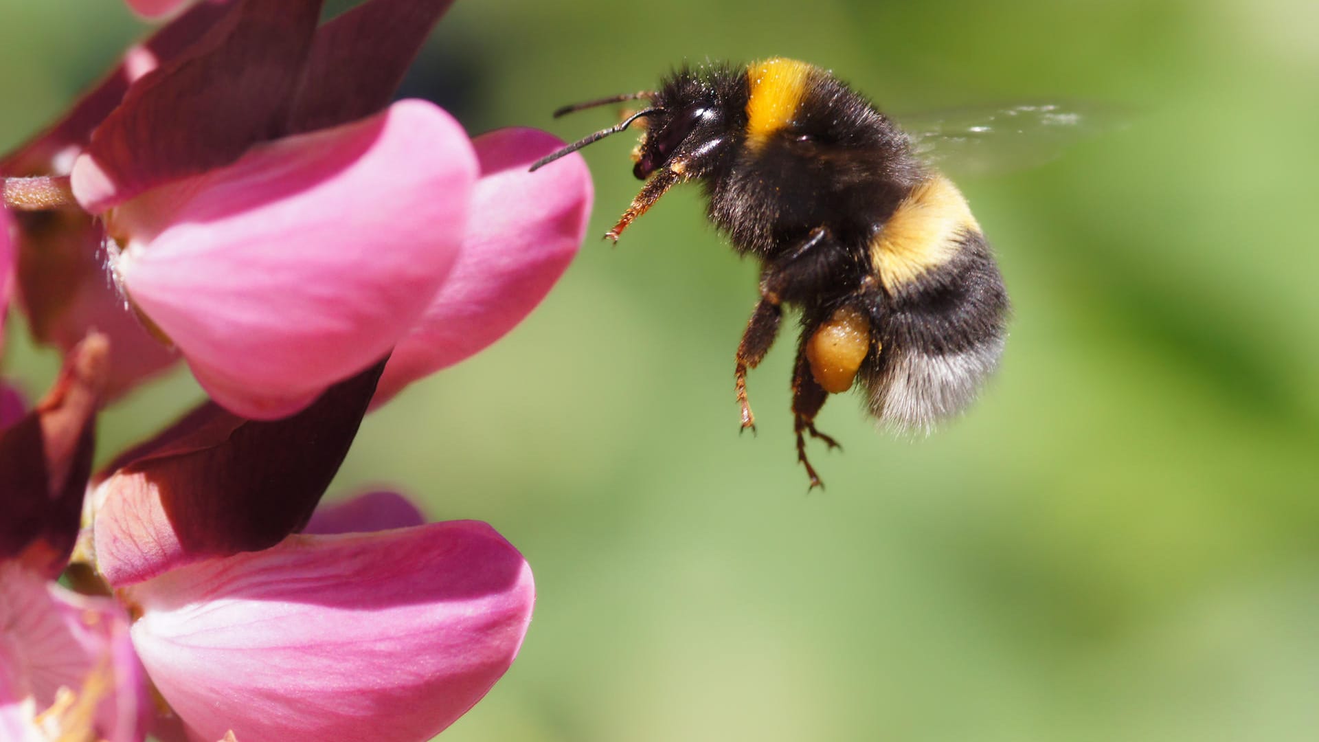 Hummel: In der Stadt haben die Insekten einige Vorteile gegenüber ihren Artgenossen auf dem Land.