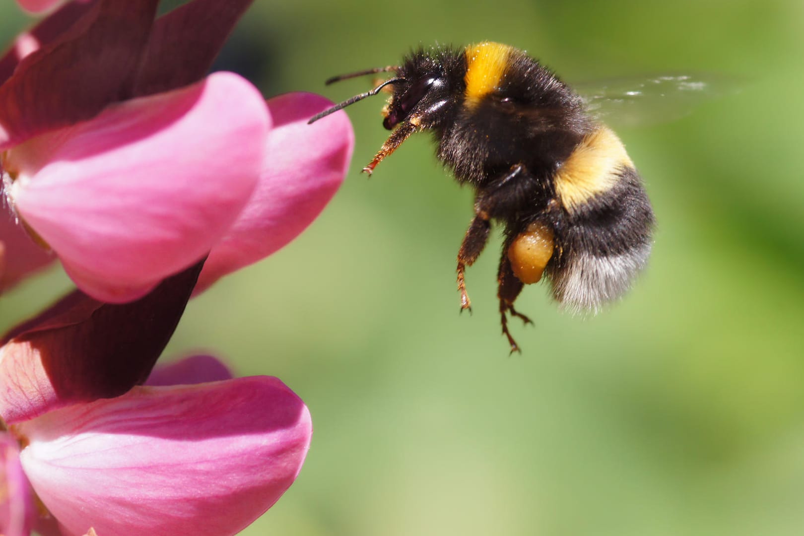 Hummel: In der Stadt haben die Insekten einige Vorteile gegenüber ihren Artgenossen auf dem Land.