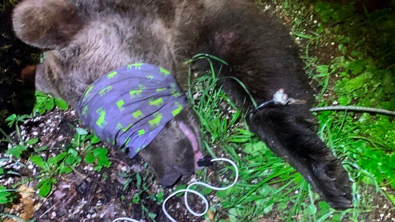 In Italien hat ein Bär einen Polizisten angegriffen. Der Polizist erlitt mehrere Verletzungen.