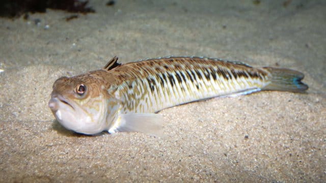 Petermännchen: Der Giftfisch vergräbt sich im Sand.