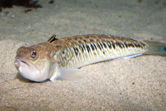 Petermännchen: Der Giftfisch vergräbt sich im Sand.