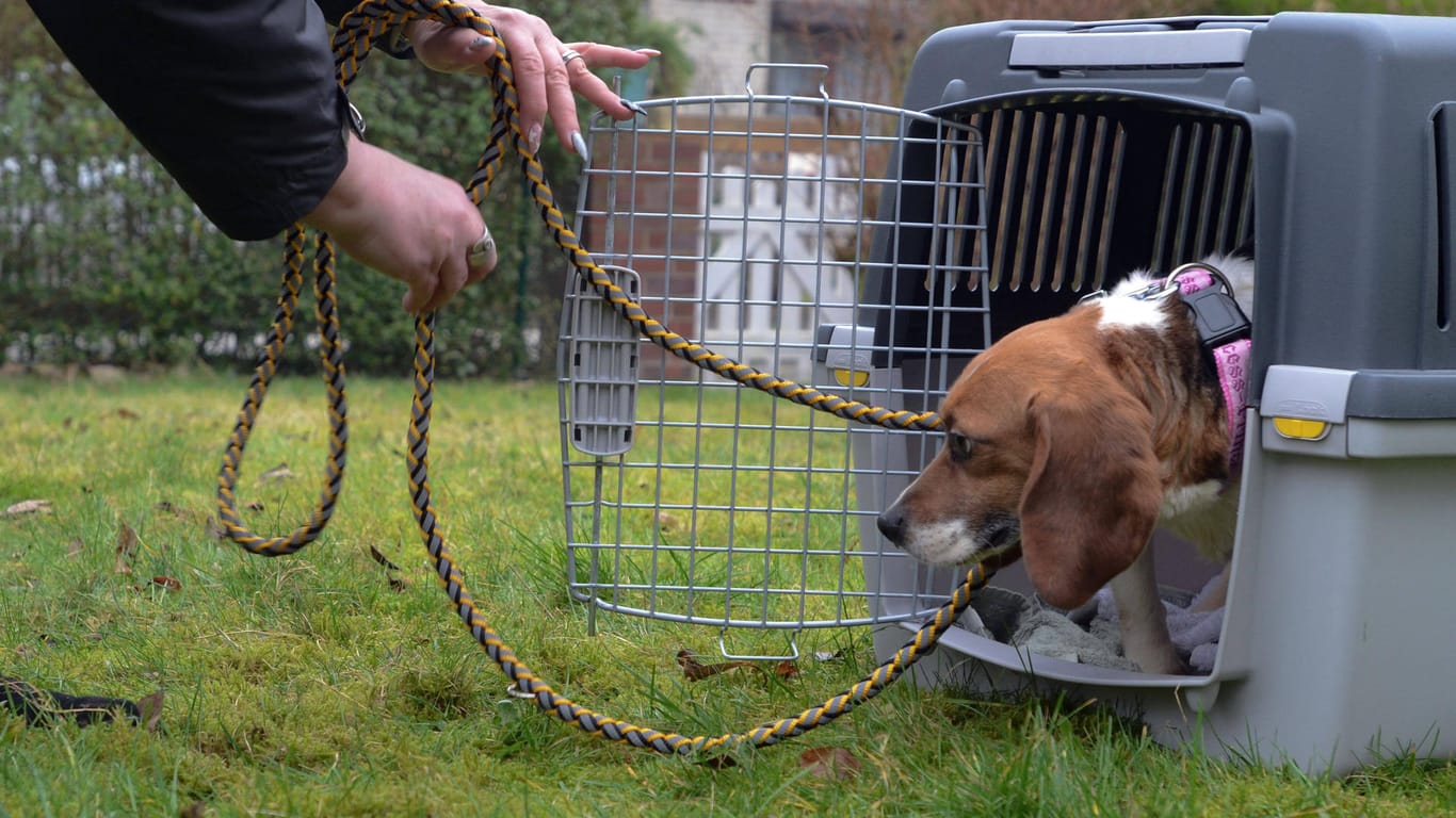 Tierschützer übernehmen einen verängstigten Hund aus dem Tierversuchslabor in Mienenbüttel: Dort sollen Tiere misshandelt worden sein. Dennoch darf das Labor jetzt wieder öffnen.