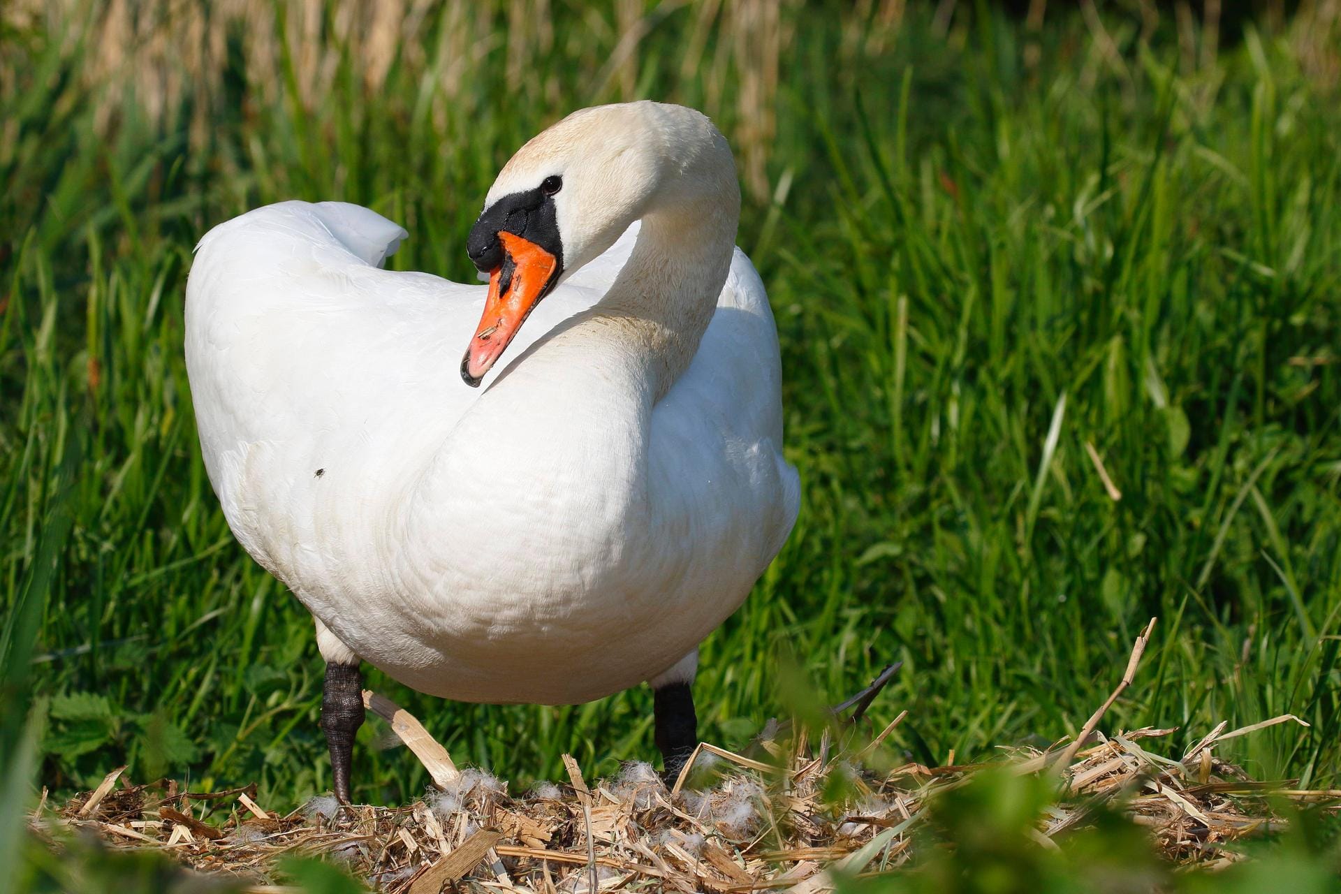 Ein Schwan blickt zur Seite (Symbolbild): Bei Weingarten blockierte ein Schwan eine Straße.