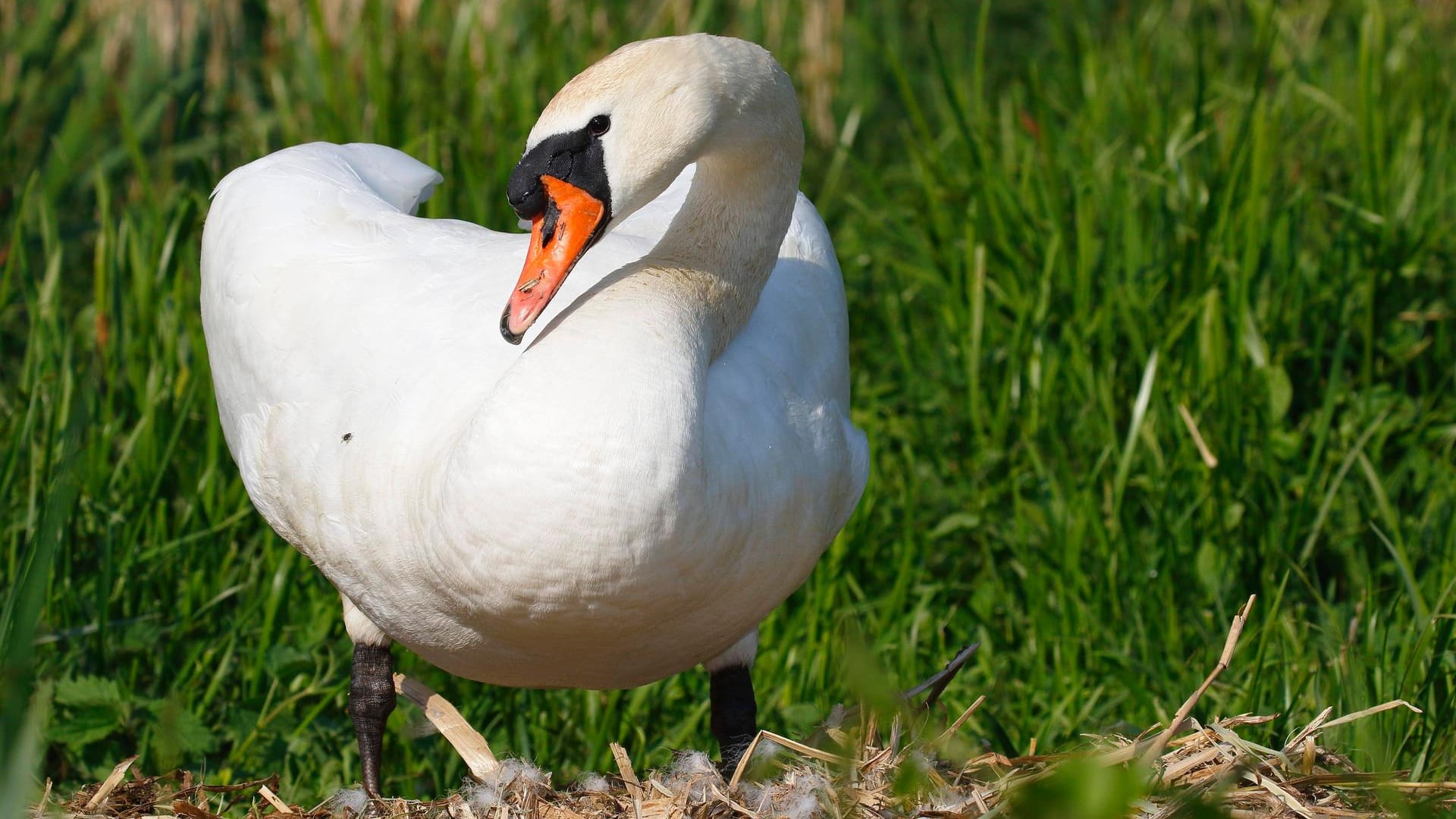 Ein Schwan blickt zur Seite (Symbolbild): Bei Weingarten blockierte ein Schwan eine Straße.