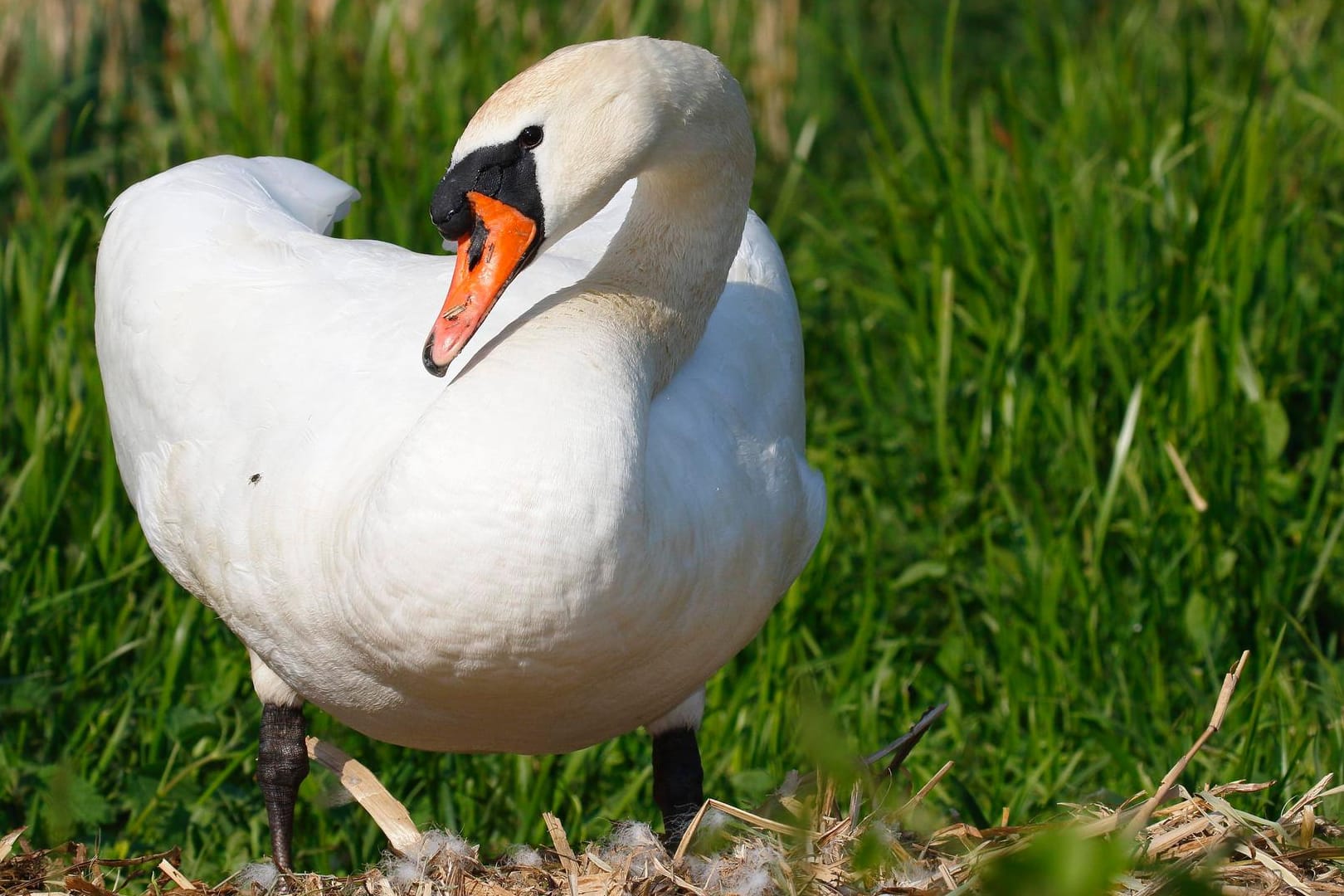 Ein Schwan blickt zur Seite (Symbolbild): Bei Weingarten blockierte ein Schwan eine Straße.