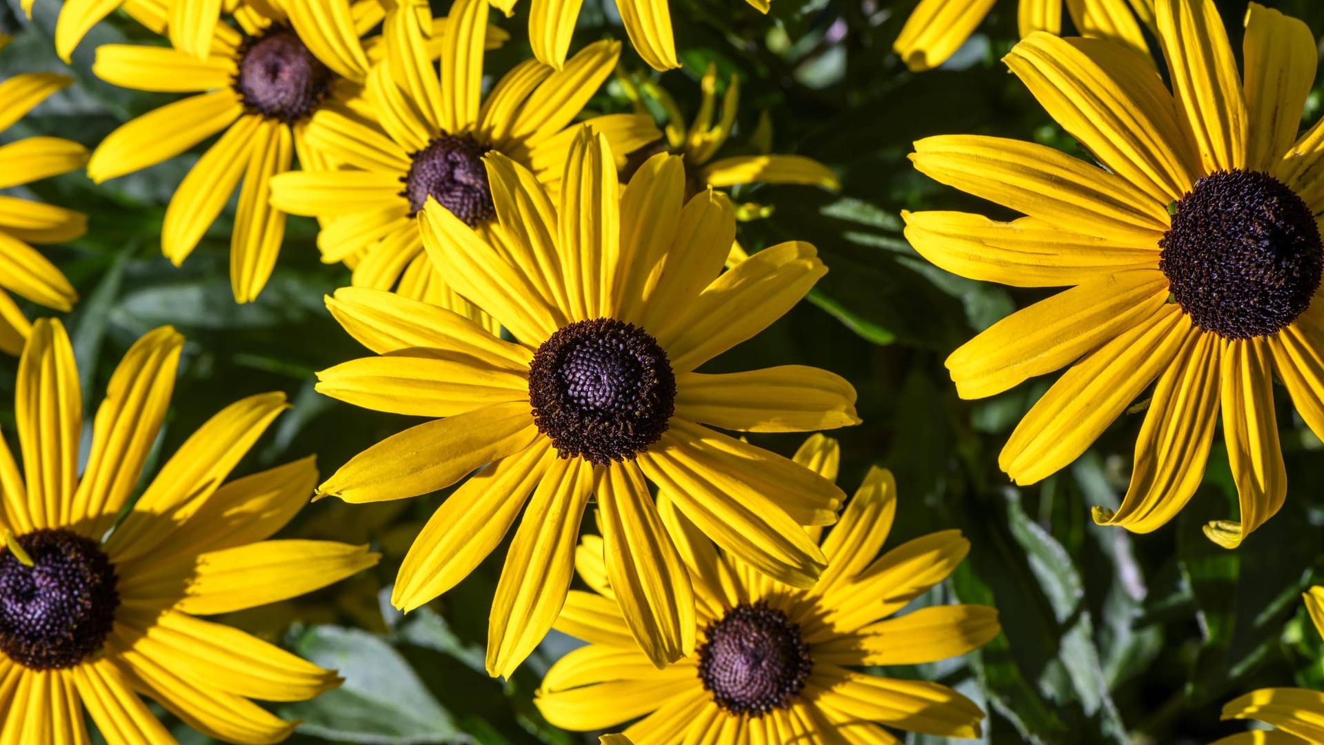 Gelber Sonnenhut (Rudbeckia): Er blüht von Juli bis Oktober.