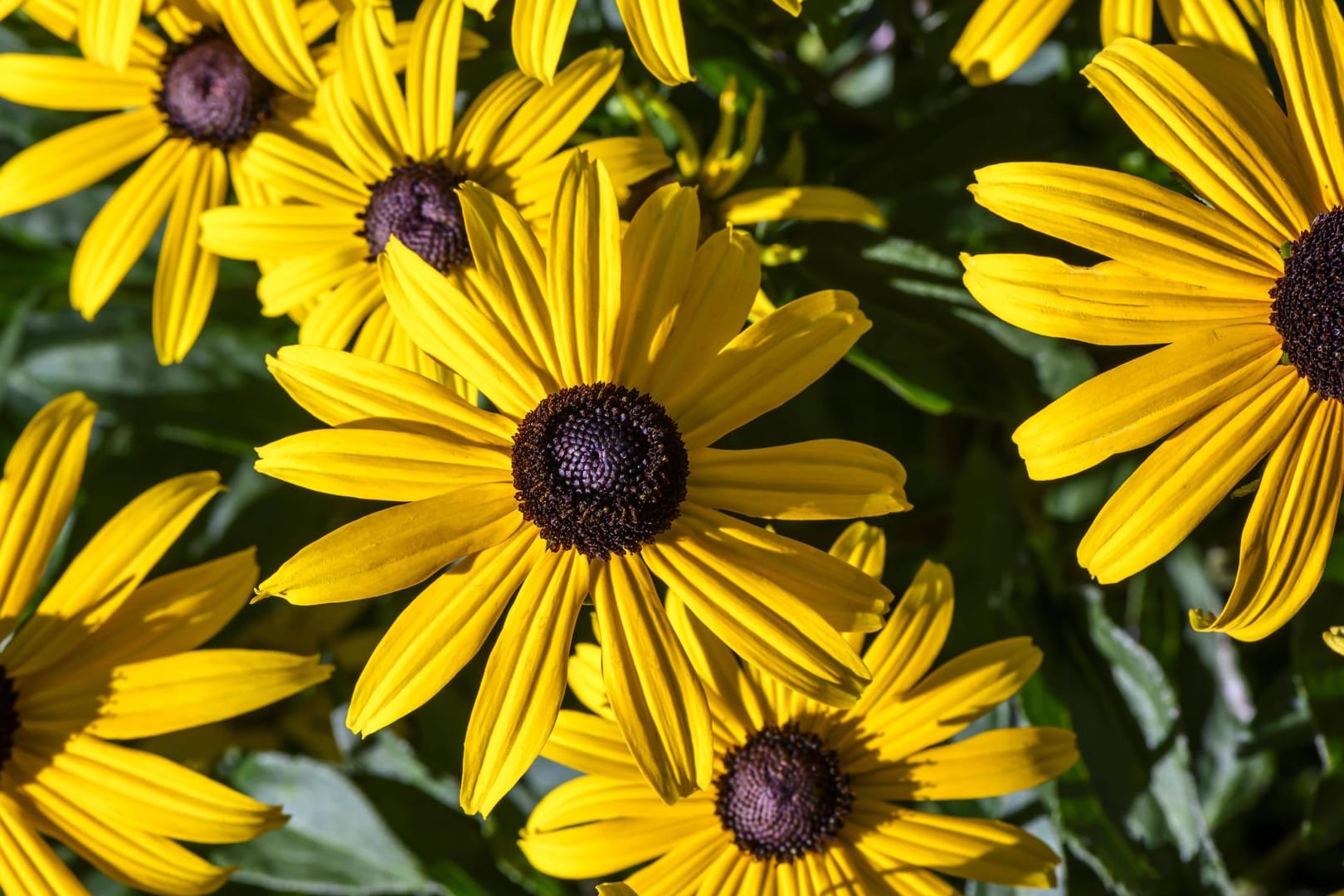 Gelber Sonnenhut (Rudbeckia): Er blüht von Juli bis Oktober.