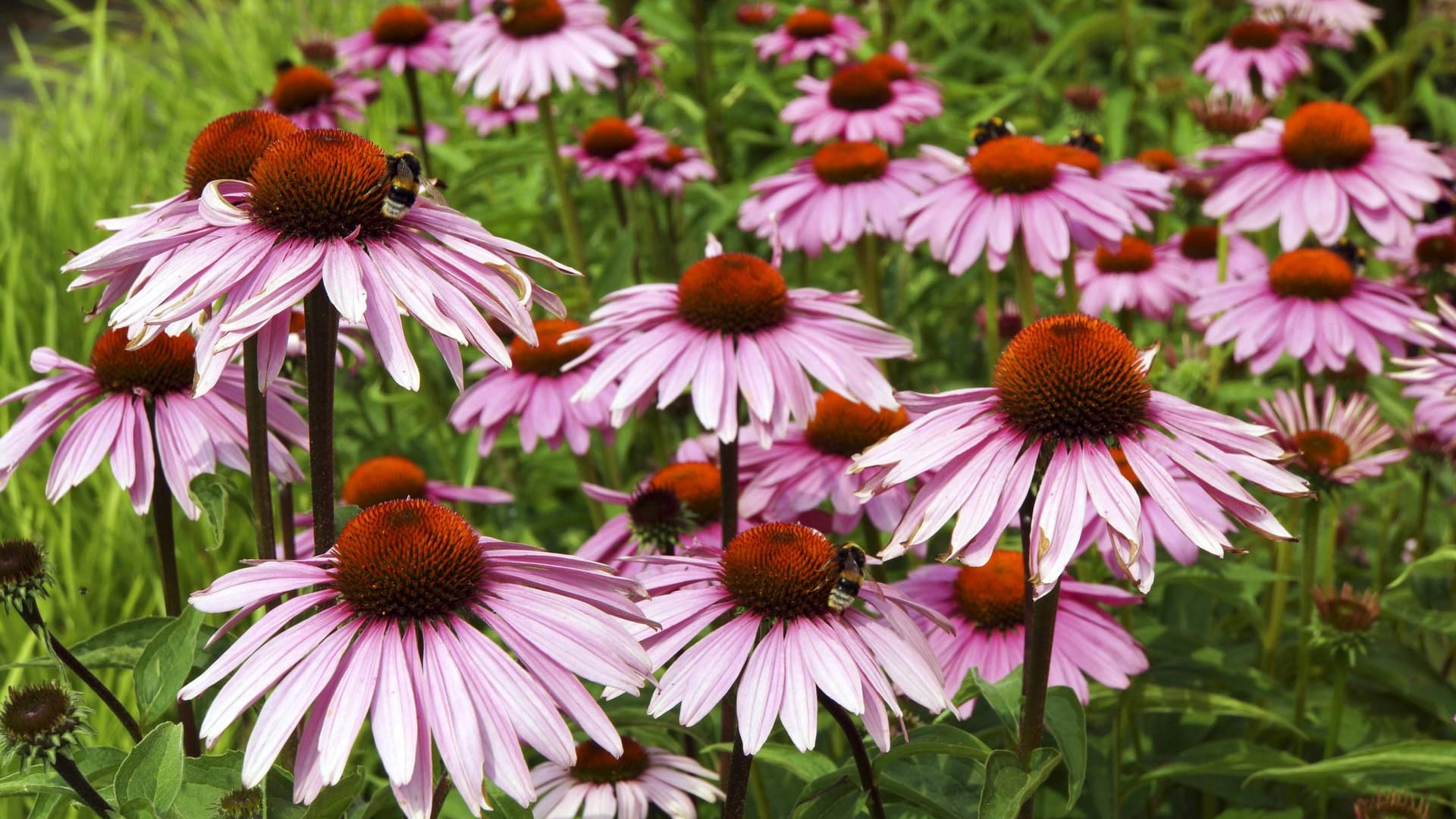 Roter Sonnenhut (Echinacea): Er eignet sich sehr gut als Schnittpflanze.