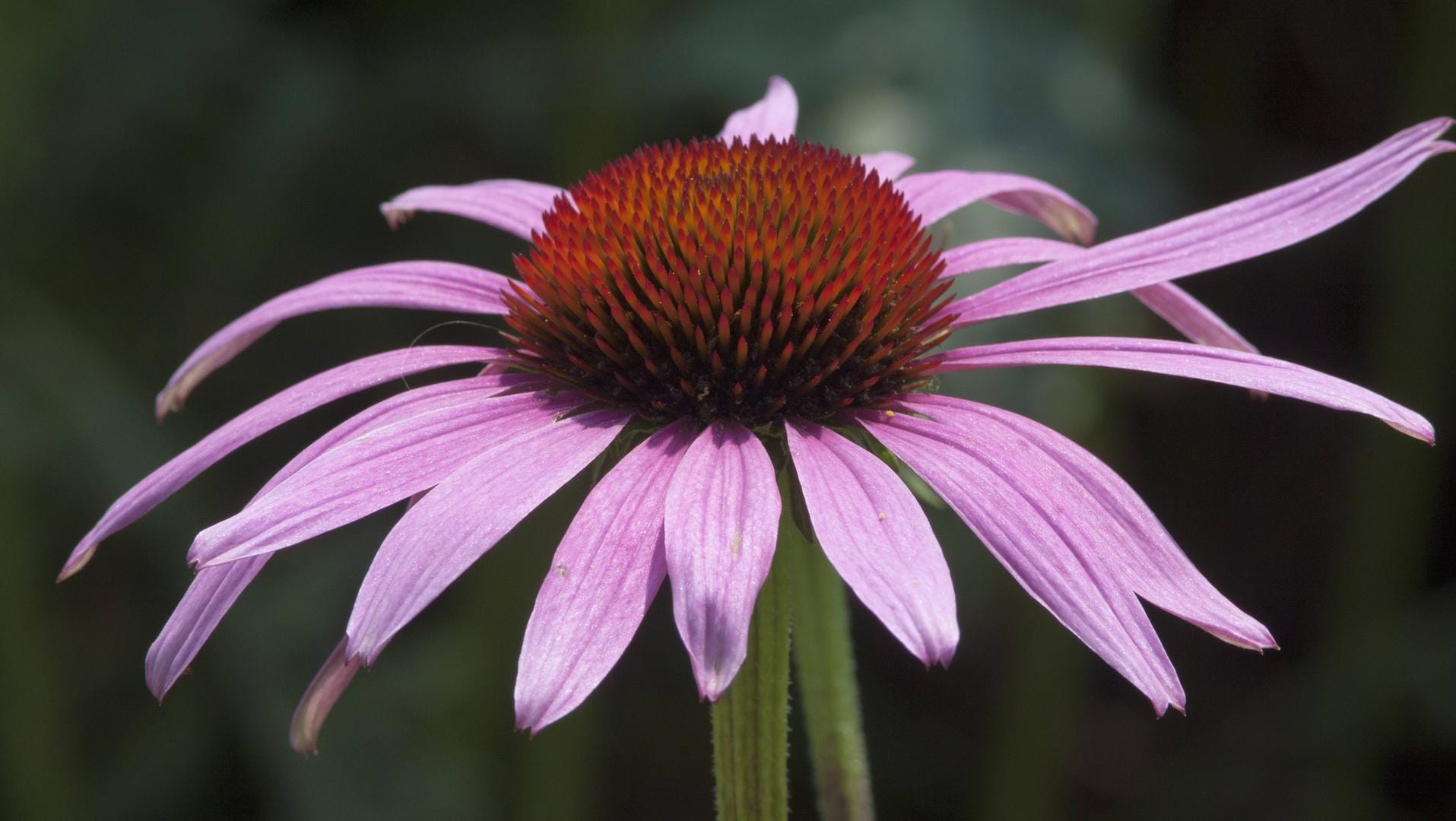 Roter Purpur-Sonnenhut (Echinacea purpurea): Sein Blütenkopf erinnert an einen Igel. Deshalb heißt er auch Igelkopf.