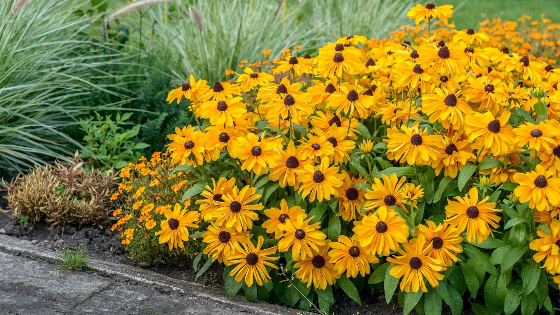 Gelber Sonnenhut (Rudbeckia): Die Sorte 'Indian Summer' passt gut in Rabatten.