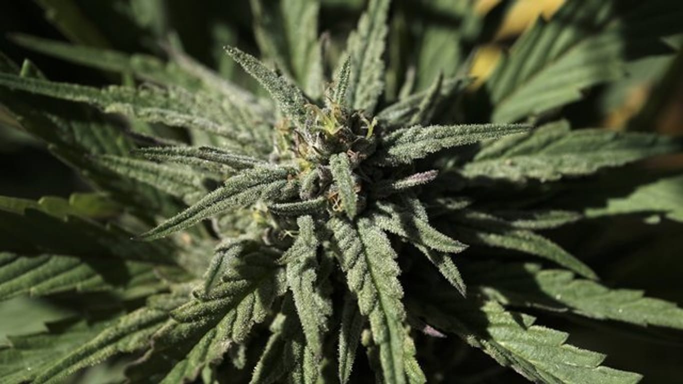 Die aufblühende Knospe einer Marihuanapflanze.