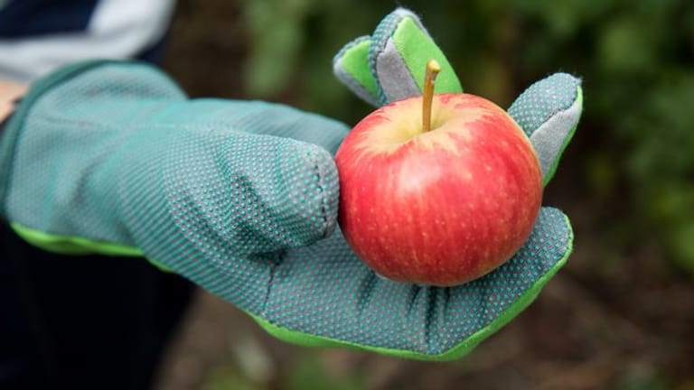 Forscher haben beobachtet: Apfelbäume reagieren auf den Klimawandel mit einer verfrühten Blüte.