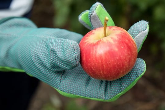 Forscher haben beobachtet: Apfelbäume reagieren auf den Klimawandel mit einer verfrühten Blüte.