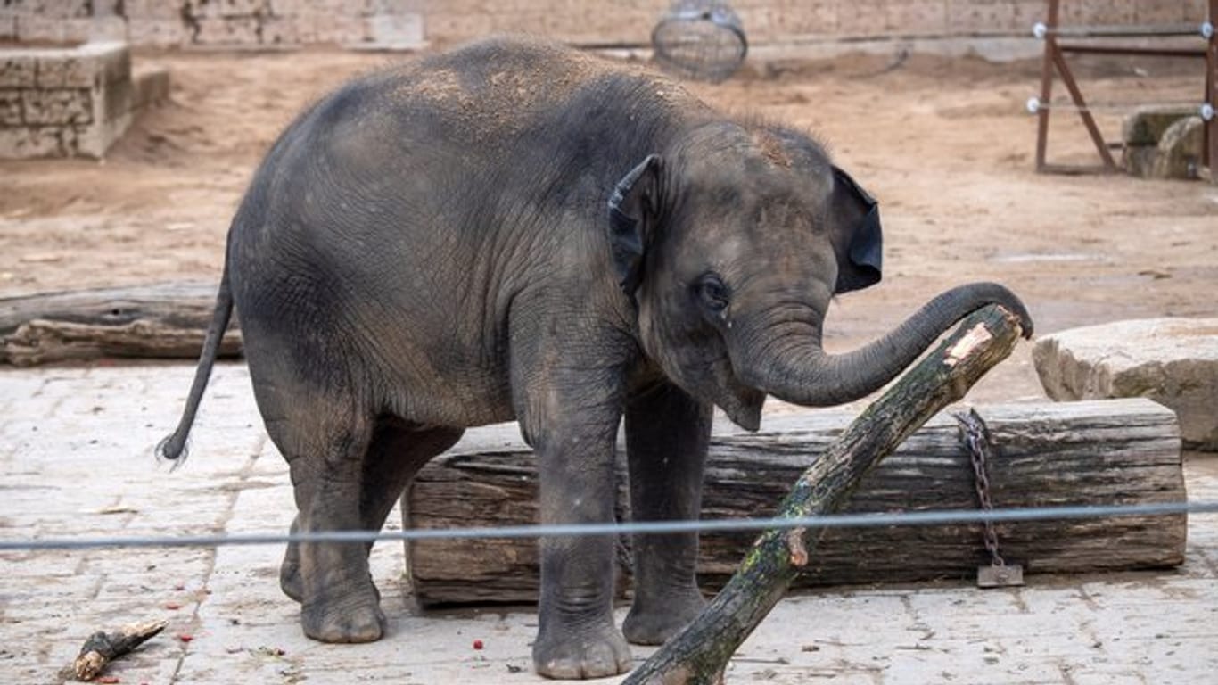 Ein junger Elefant spielt in einem Gehege mit einem Ast (Symbolbild): Das Elefantenbaby im Zoo Erfurt hat den Namen "Ayoka" bekommen.