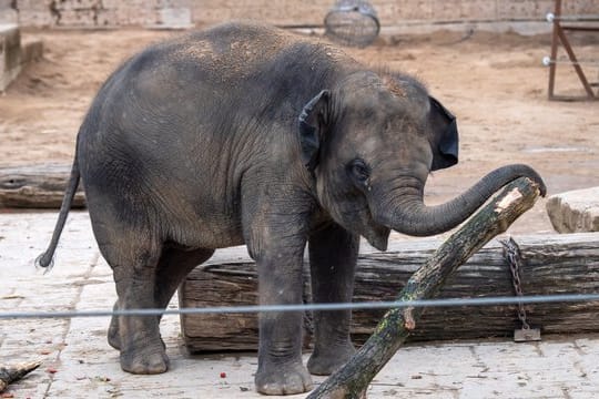 Ein junger Elefant spielt in einem Gehege mit einem Ast (Symbolbild): Das Elefantenbaby im Zoo Erfurt hat den Namen "Ayoka" bekommen.