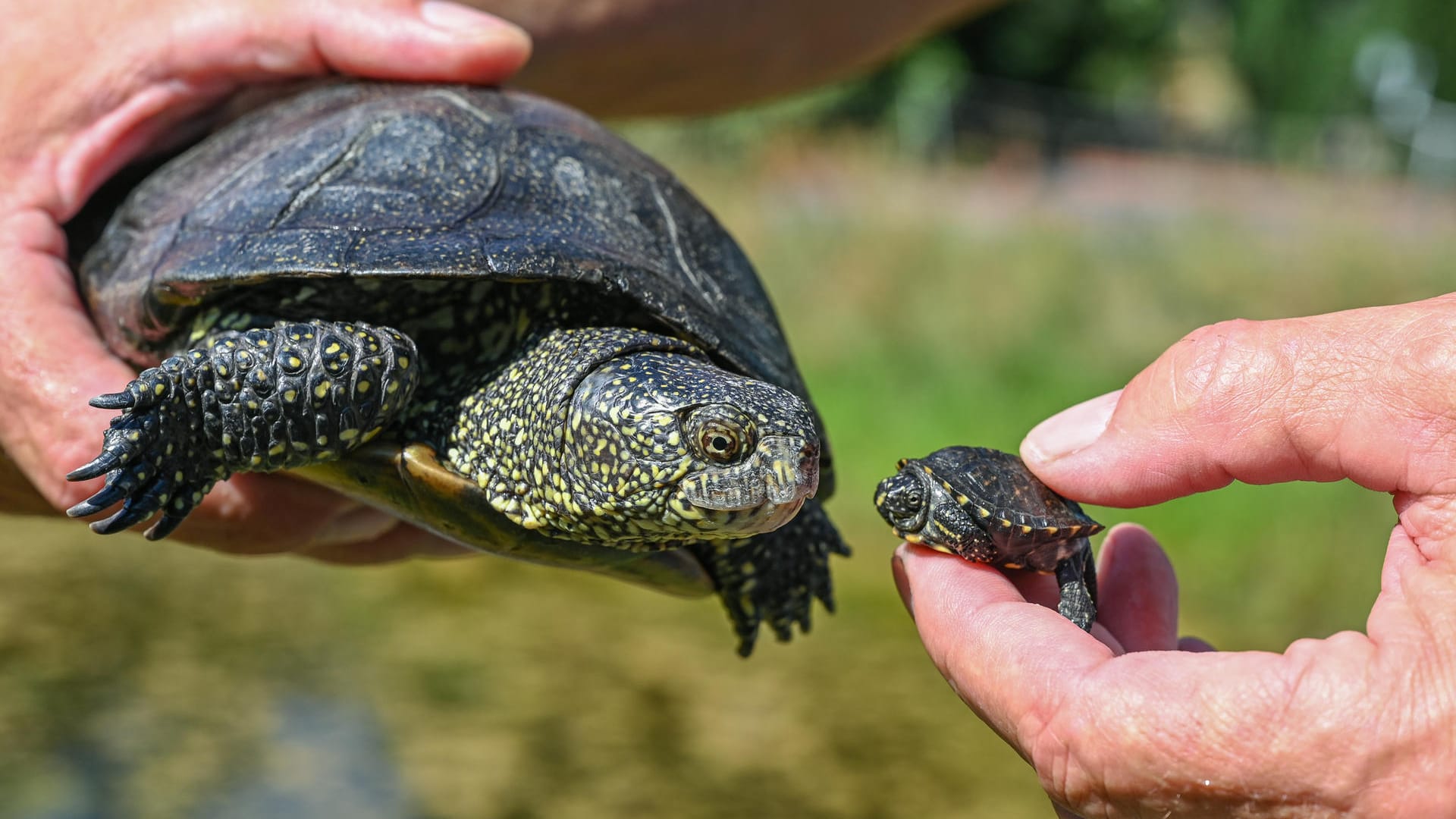 Schildkröten-Rettungsprojekt: Das Foto zeigt eine über 30 Jahre alte Europäische Sumpfschildkröte (Emys orbicularis) und ein wenige Wochen altes Jungtier.