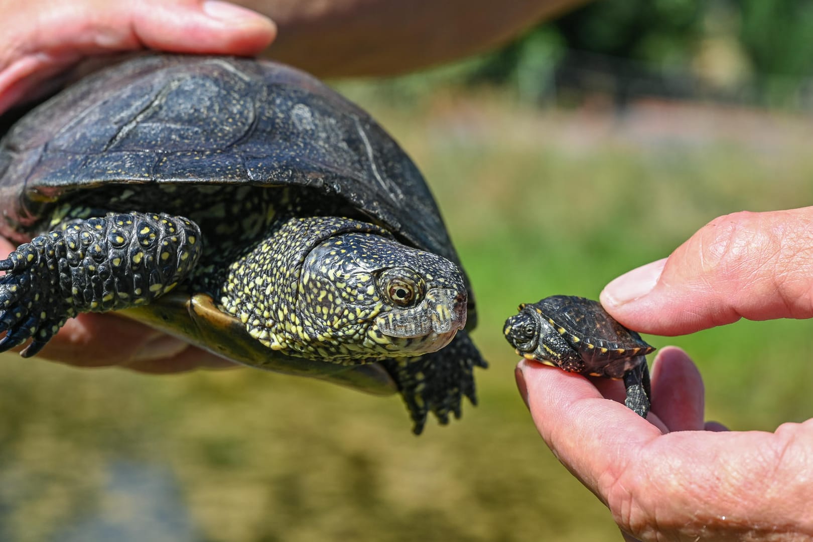 Schildkröten-Rettungsprojekt: Das Foto zeigt eine über 30 Jahre alte Europäische Sumpfschildkröte (Emys orbicularis) und ein wenige Wochen altes Jungtier.