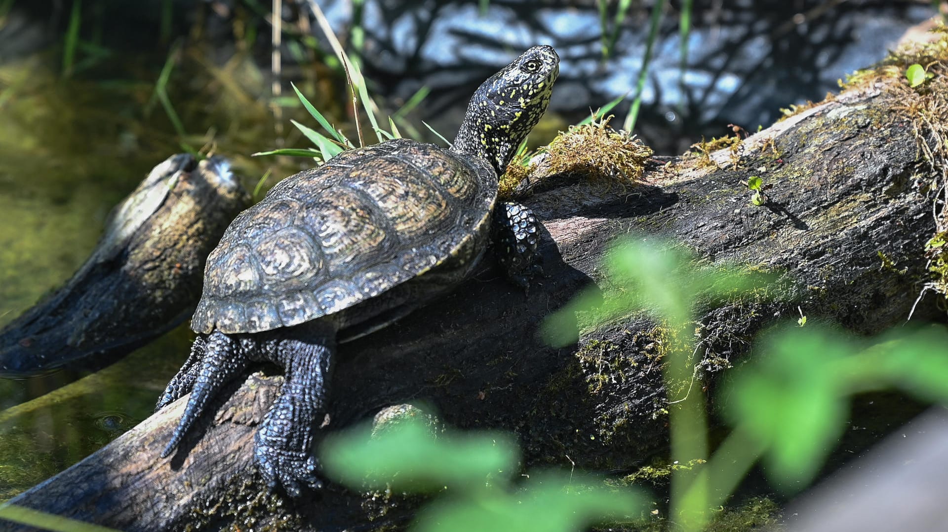 Sonnenbad: Eine Europäische Sumpfschildkröte (Emys orbicularis) sonnt sich auf einem Baumstamm in einem Freigehege der Brandenburger Naturschutzstation.