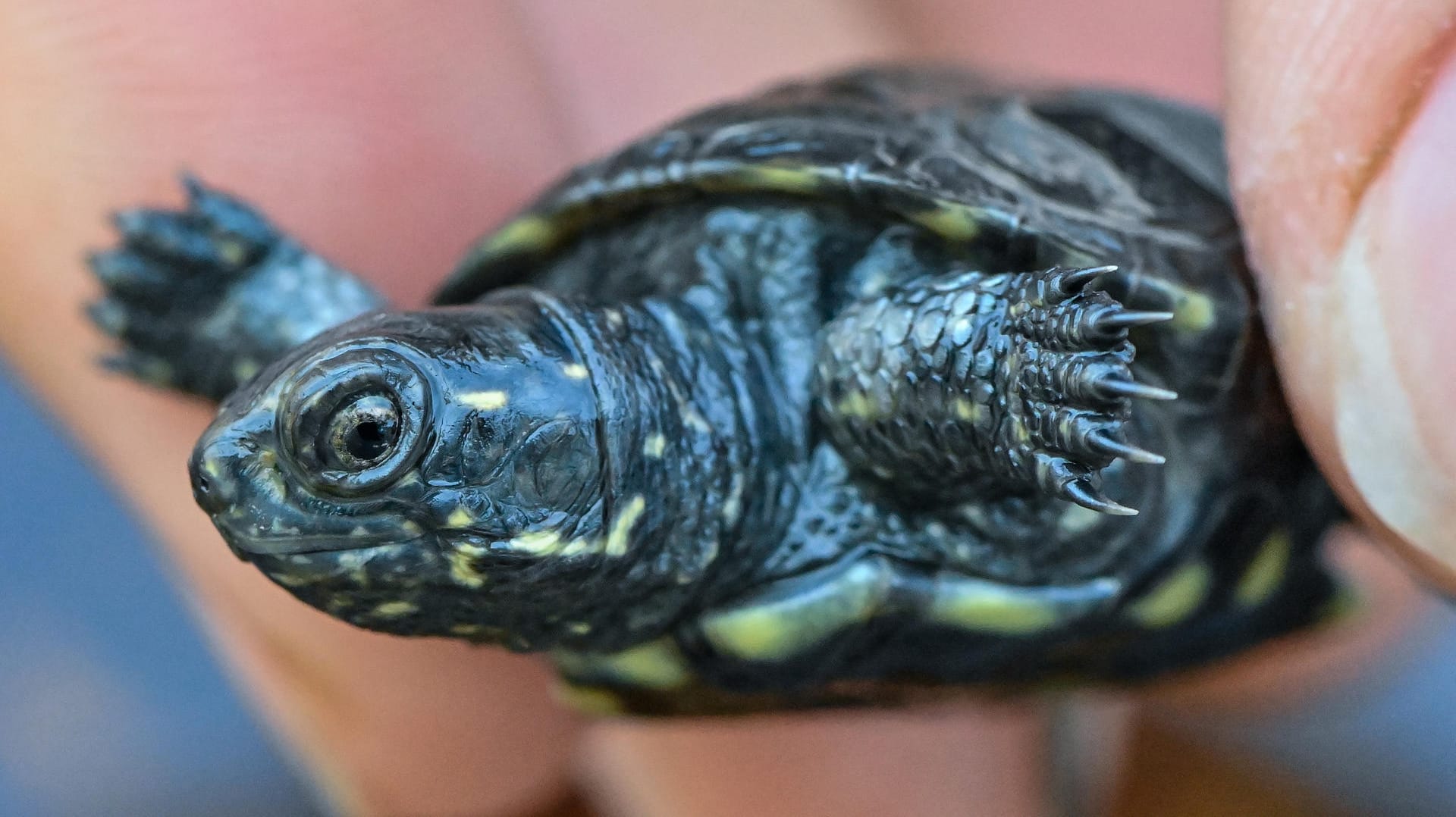 Jungtier: Eine Mitarbeiterin der Brandenburger Naturschutzstation Rhinluch hält eine wenige Wochen alte Europäische Sumpfschildkröte (Emys orbicularis).