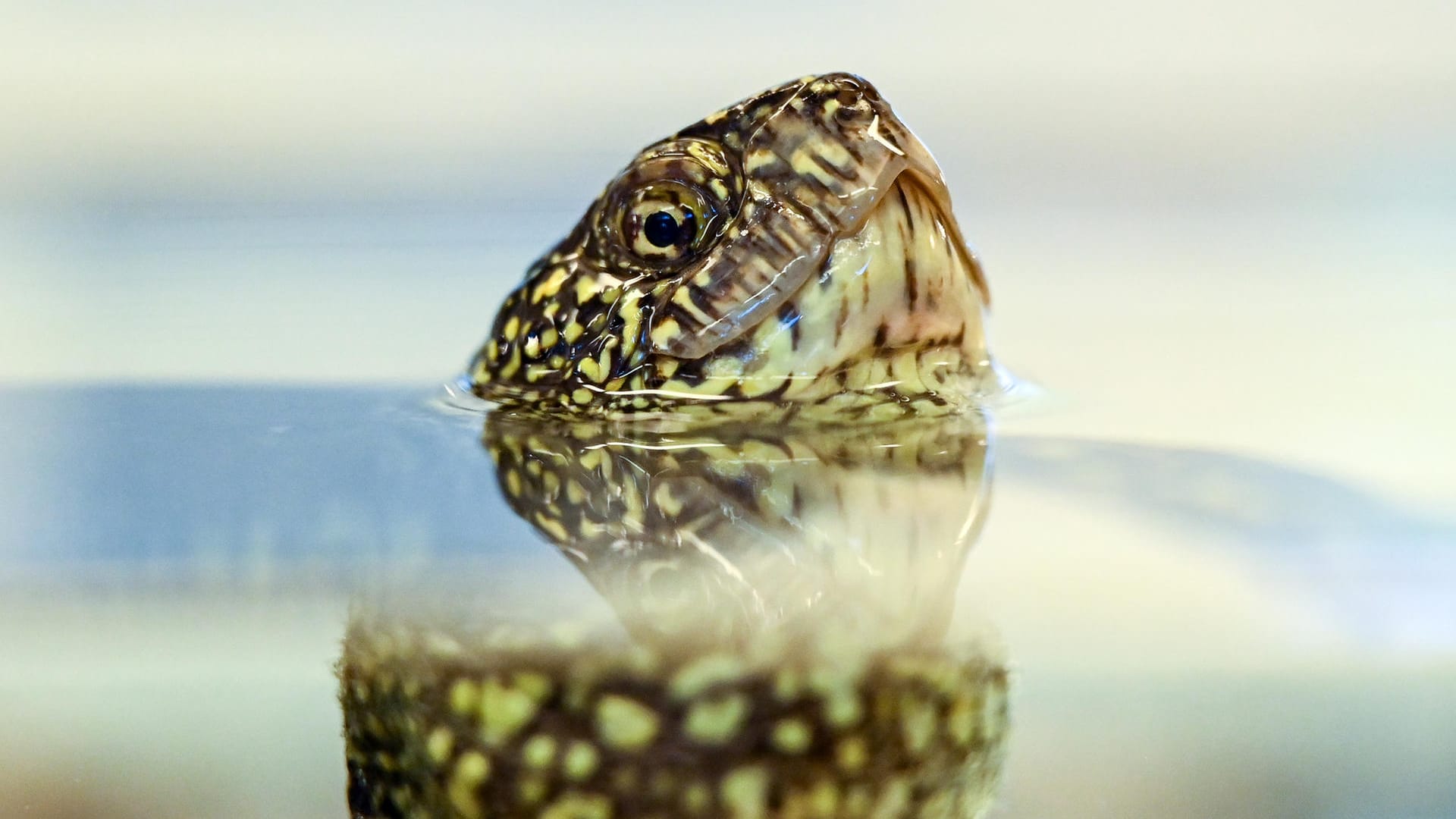 Europäische Sumpfschildkröte (Emys orbicularis): Sie steckt ihren Kopf aus dem Wasser in einem Aquarium der Brandenburger Naturschutzstation Rhinluch.