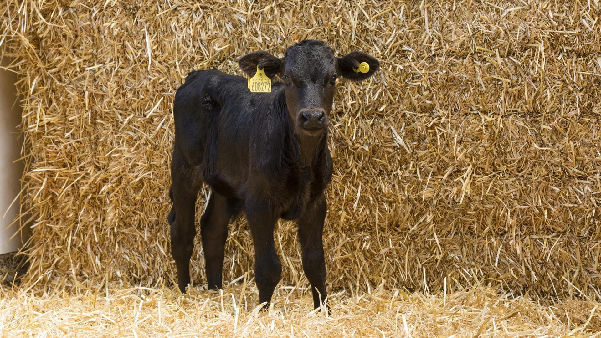 Ein junges Kalb steht vor Heuballen (Symbolfoto): Zwei Tiere mussten in Ostfriesland eingeschläfert werden.