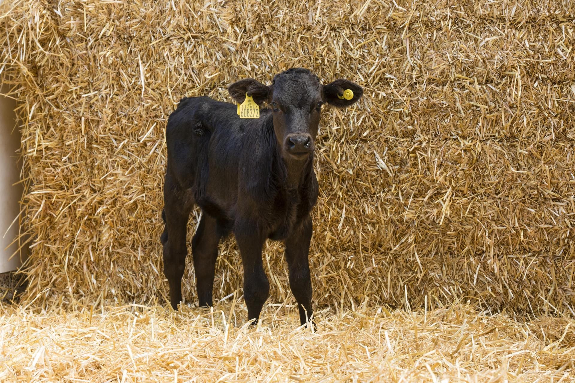 Ein junges Kalb steht vor Heuballen (Symbolfoto): Zwei Tiere mussten in Ostfriesland eingeschläfert werden.