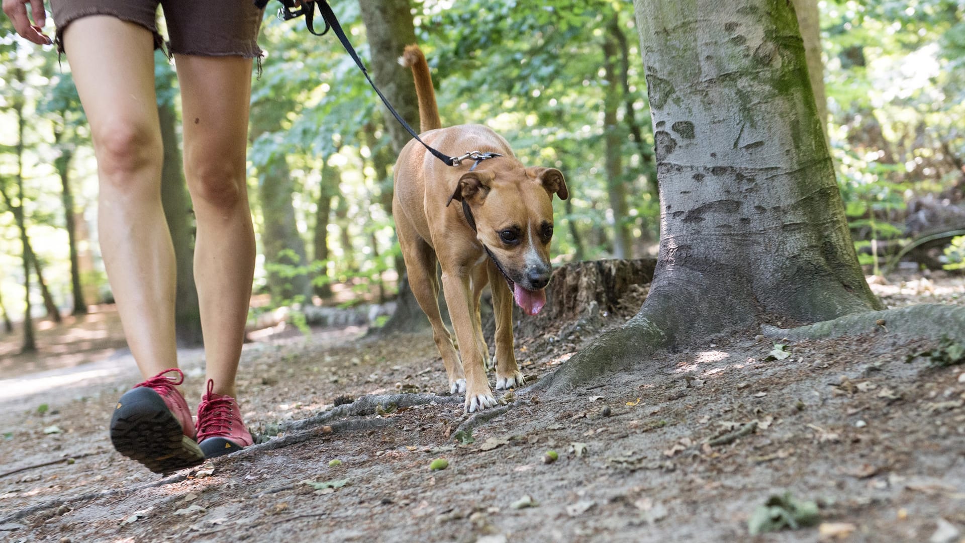 Spaziergang: Tiere spüren die geistige Abwesenheit von Frauchen oder Herrchen.