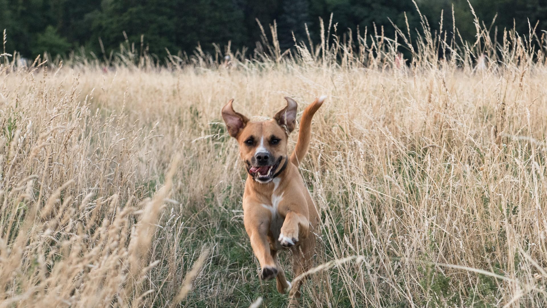 Hund: Solange keine Leinenpflicht herrscht und der Hund auf Ruf des Halters reagiert, kann er in bestimmten Zeiten von der Leine.