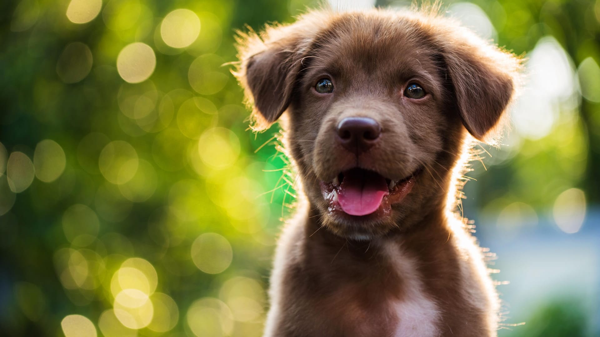 Welpe: Die Niedlichkeit von Hundewelpen ist kein Zufall.