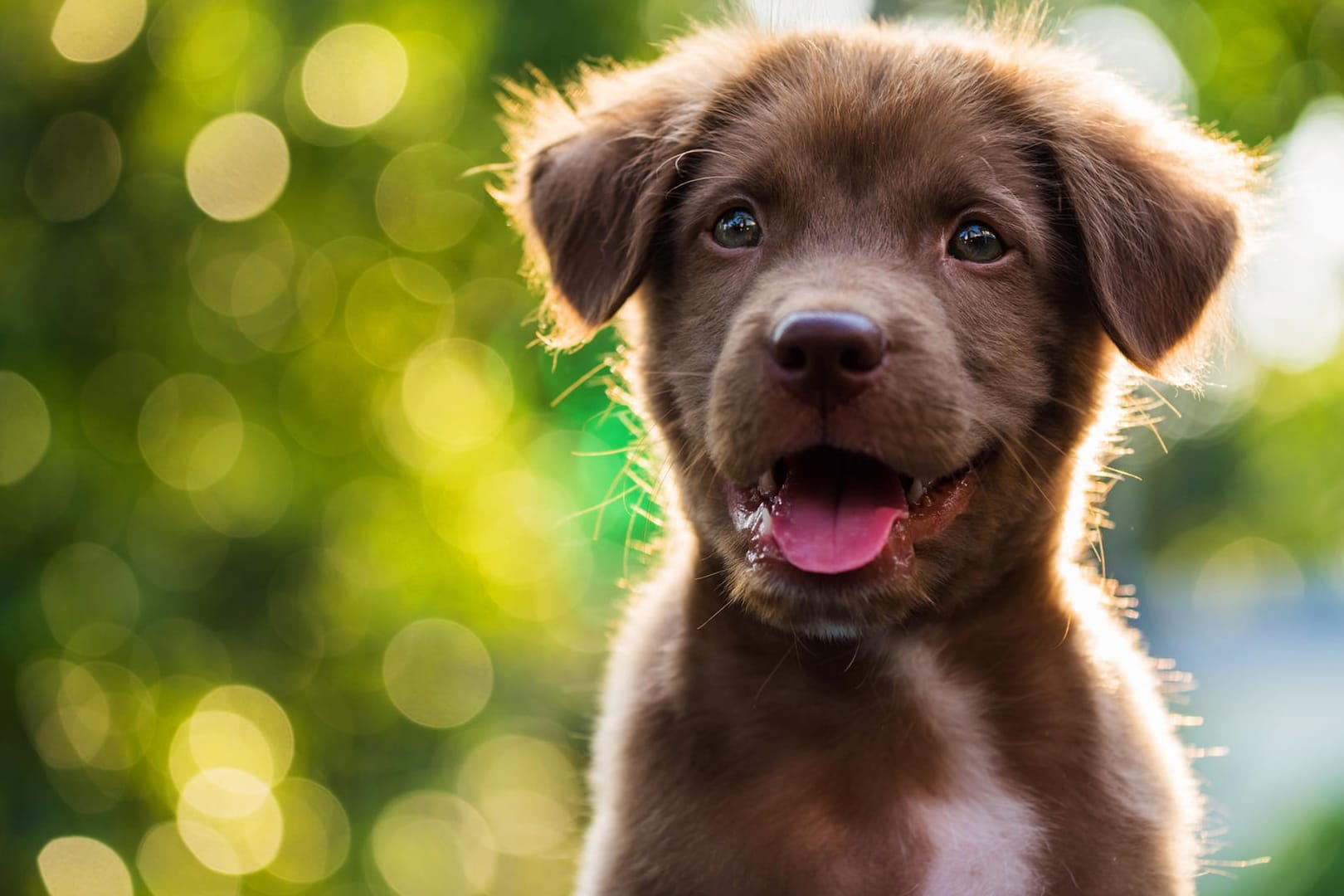 Welpe: Die Niedlichkeit von Hundewelpen ist kein Zufall.