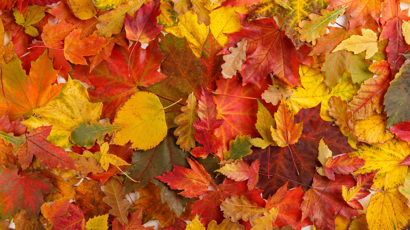 Buntes Laub: Im Herbst wird die Sonne schwächer und die Photosyntheserate sinkt. In der Folge färben sich die Blätter bunt.