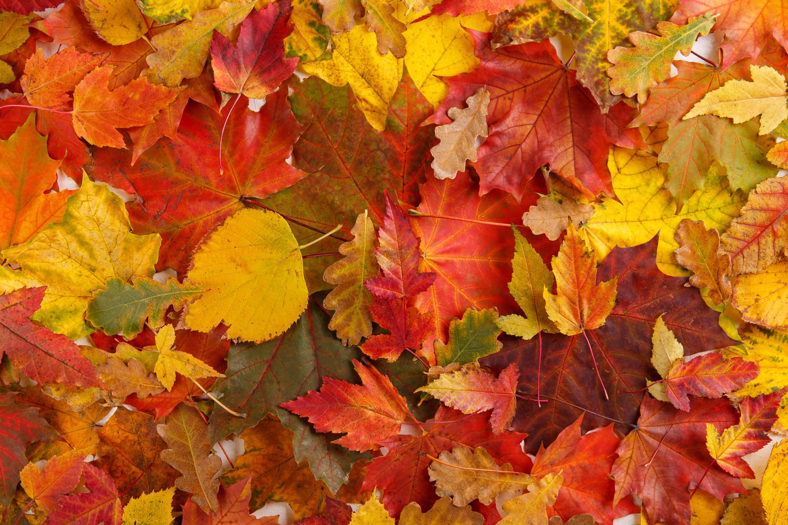 Buntes Laub: Im Herbst wird die Sonne schwächer und die Photosyntheserate sinkt. In der Folge färben sich die Blätter bunt.