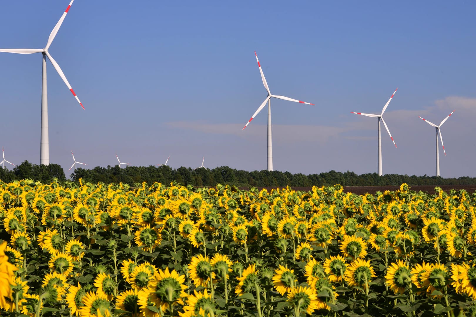 Sonnenblumen vor Windrädern: Erneuerbare Energien sind essentiell zum Kampf gegen die Klimakrise.