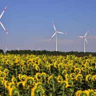 Sonnenblumen vor Windrädern: Erneuerbare Energien sind essentiell zum Kampf gegen die Klimakrise.