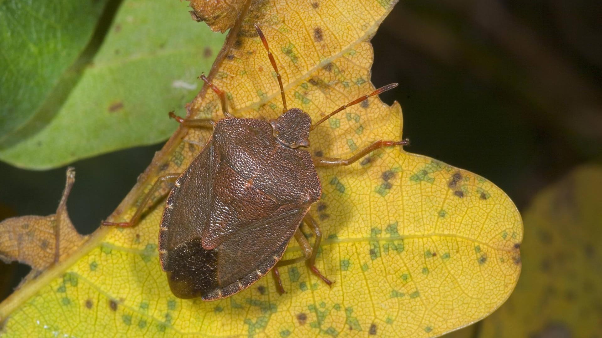 Grüne Stinkwanze (Palomena prasina): Im Herbst färbt sie sich allerdings braun.