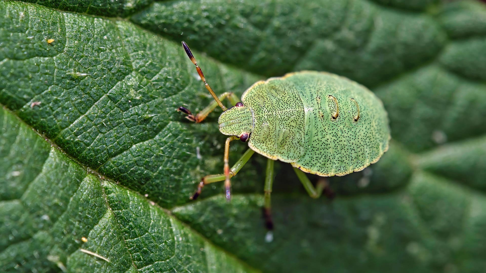 Grüne Stinkwanze (Palomena prasina): Sie ist auch als Gemeine Stinkwanze oder Gemeiner Grünling bekannt.