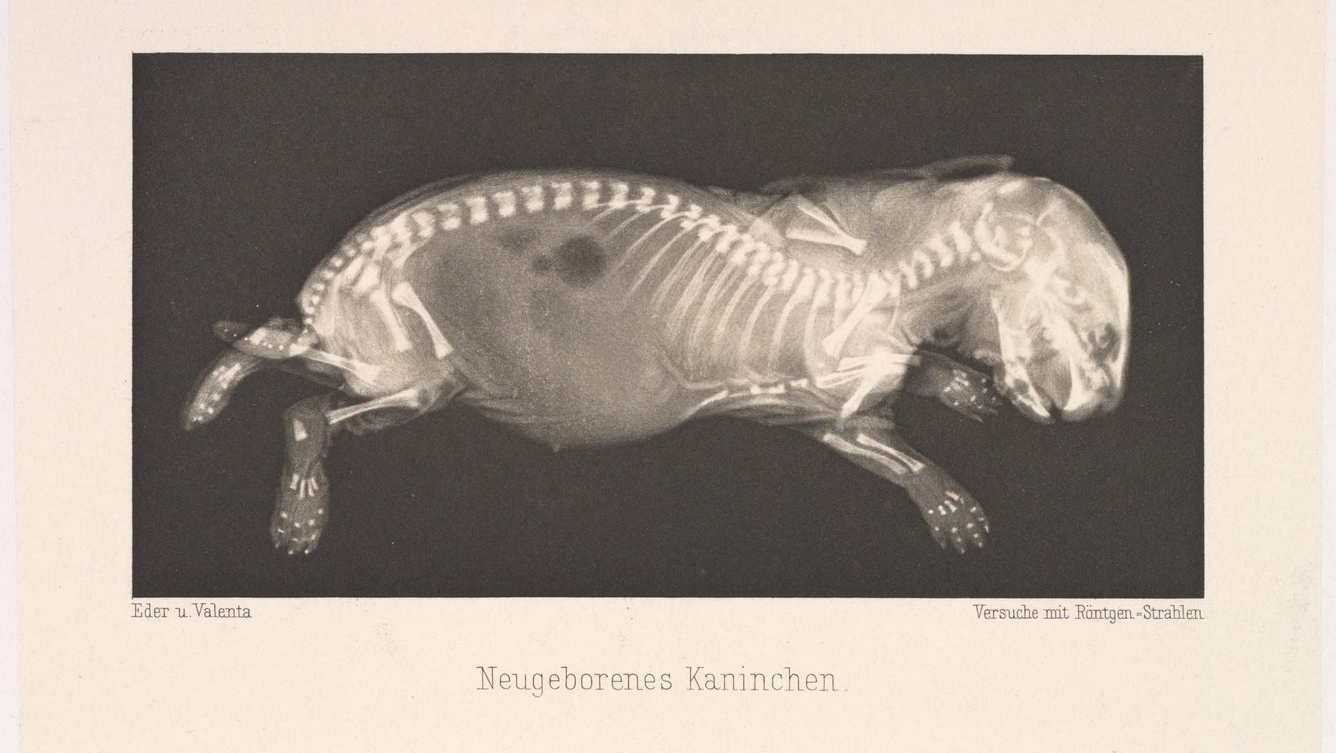 Historische Röntgenaufnahme eines neugeborenen Kaninchens: Nachdem Conrad Röntgen die gleichnamige Strahlung erfunden hat, wurden 1896 erste Aufnahmen gemacht. Historische Röntgenaufnahme eines neugeborenen Kaninchens: Nachdem Conrad Röntgen die gleichnamige Strahlung erfunden hat, wurden 1896 erste Aufnahmen gemacht.