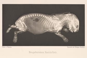 Historische Röntgenaufnahme eines neugeborenen Kaninchens: Nachdem Conrad Röntgen die gleichnamige Strahlung erfunden hat, wurden 1896 erste Aufnahmen gemacht.