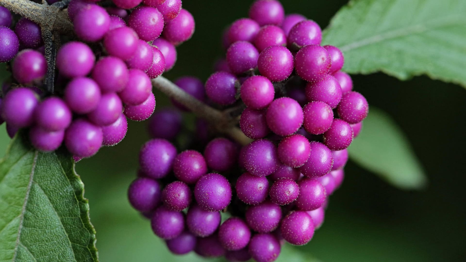 Liebesperlenstrauch (Callicarpa): Er gilt als leicht giftig. Deshalb sollten Sie den Strauch von Kindern und Haustieren fernhalten.