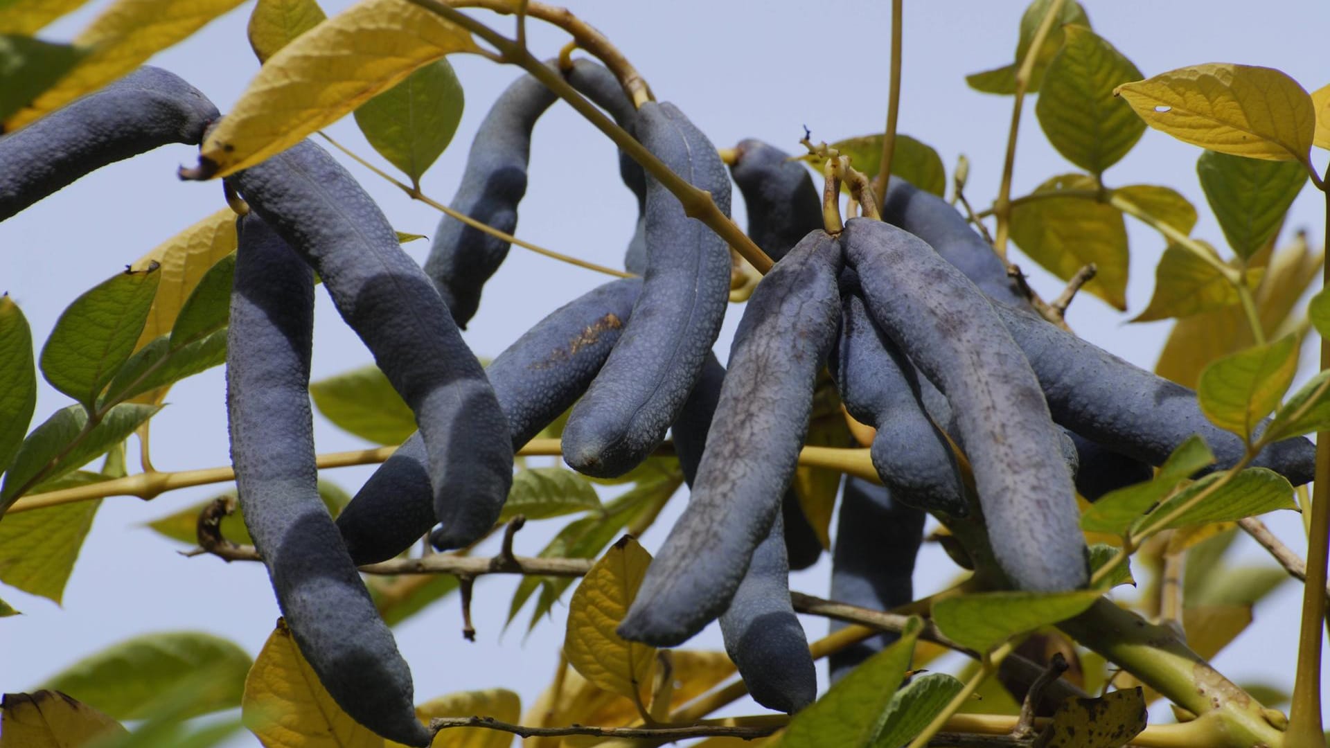 Blaugurkenstrauch (Decaisnea fargesii): Er heißt auch Blauschote oder Blauschotenstrauch.