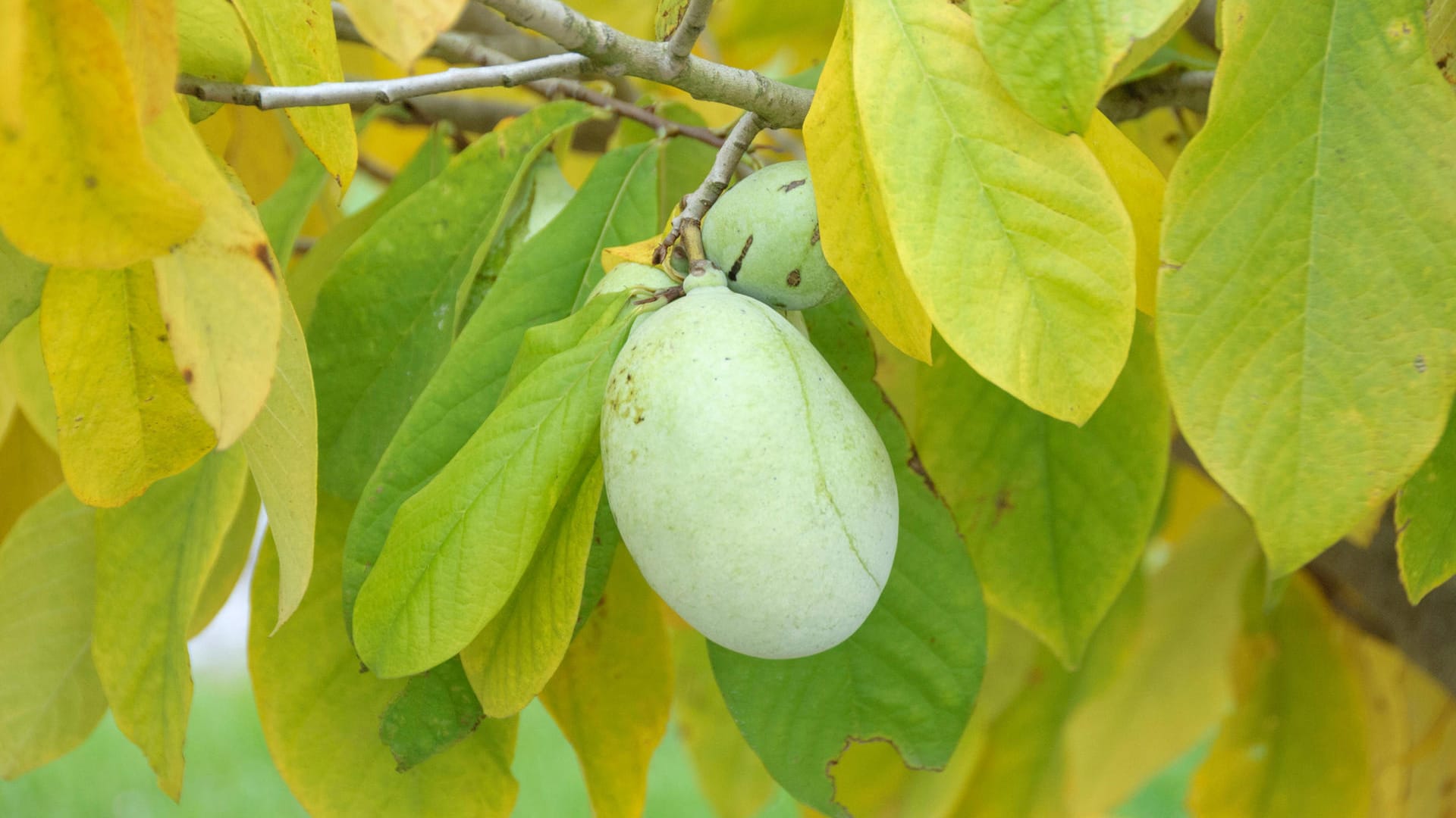 Indianerbanane (Asimina triloba): Sie gilt als robust und pflegeleicht.